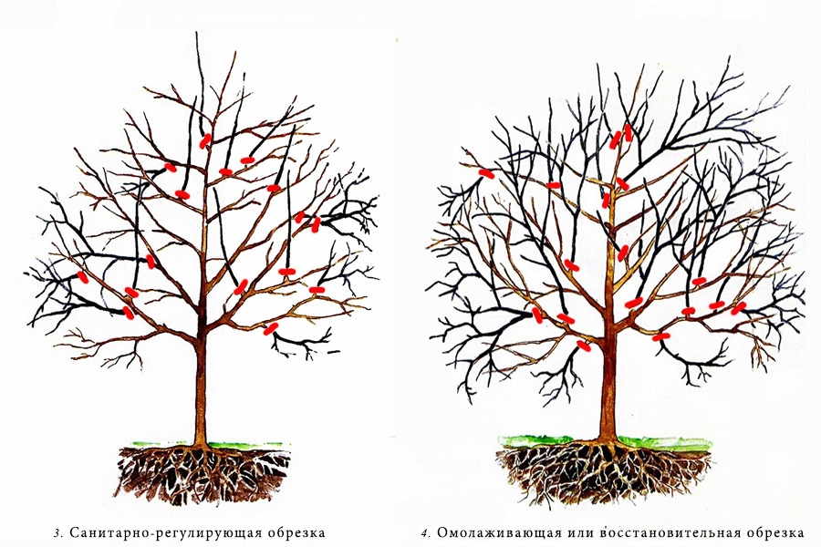 Как формировать яблоню схема