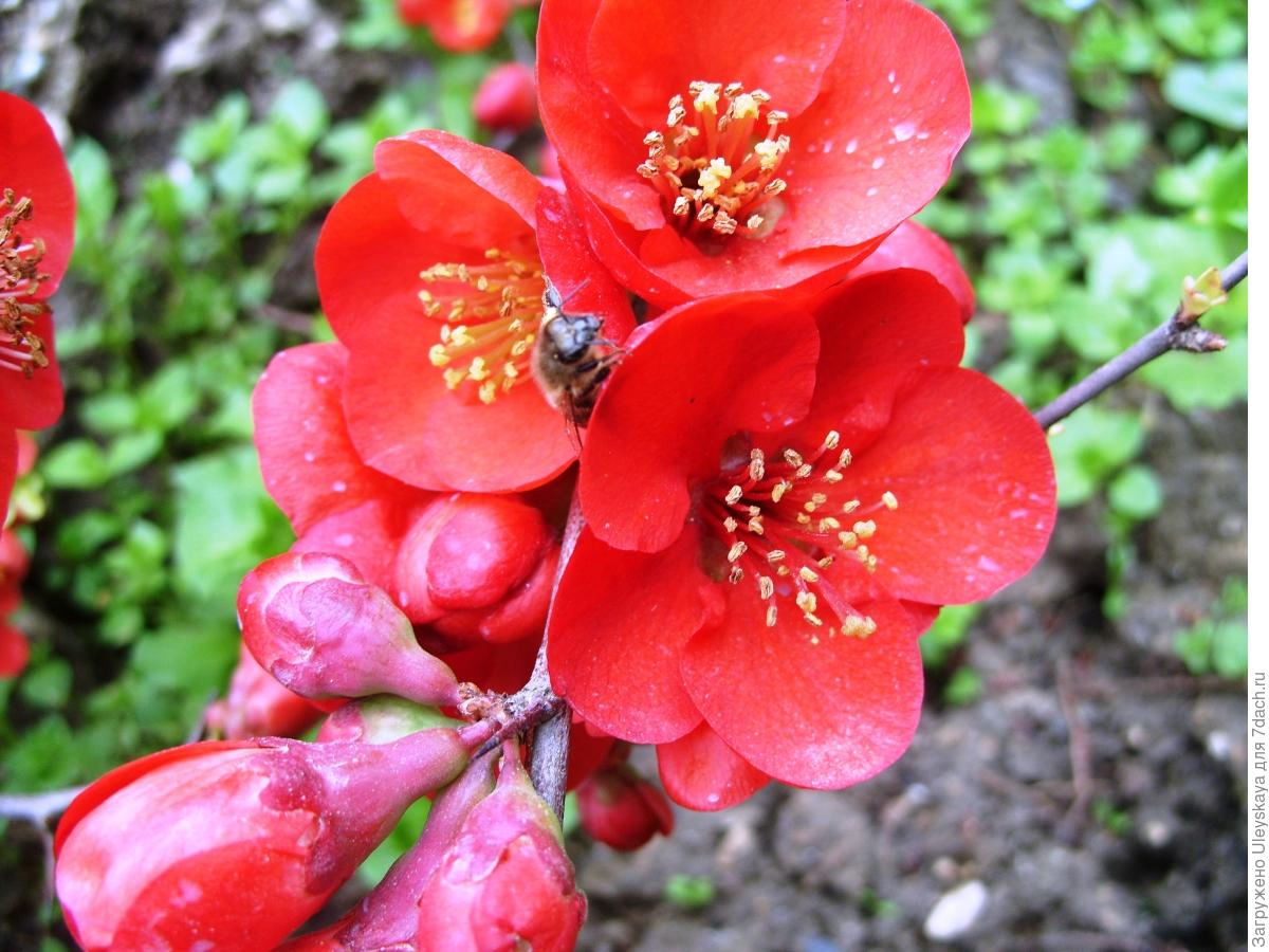 Хеномелис. Хеномелес Маулея. Хеномелес Вильморена. Chaenomeles japonica. Айва Рубра грандифлора.