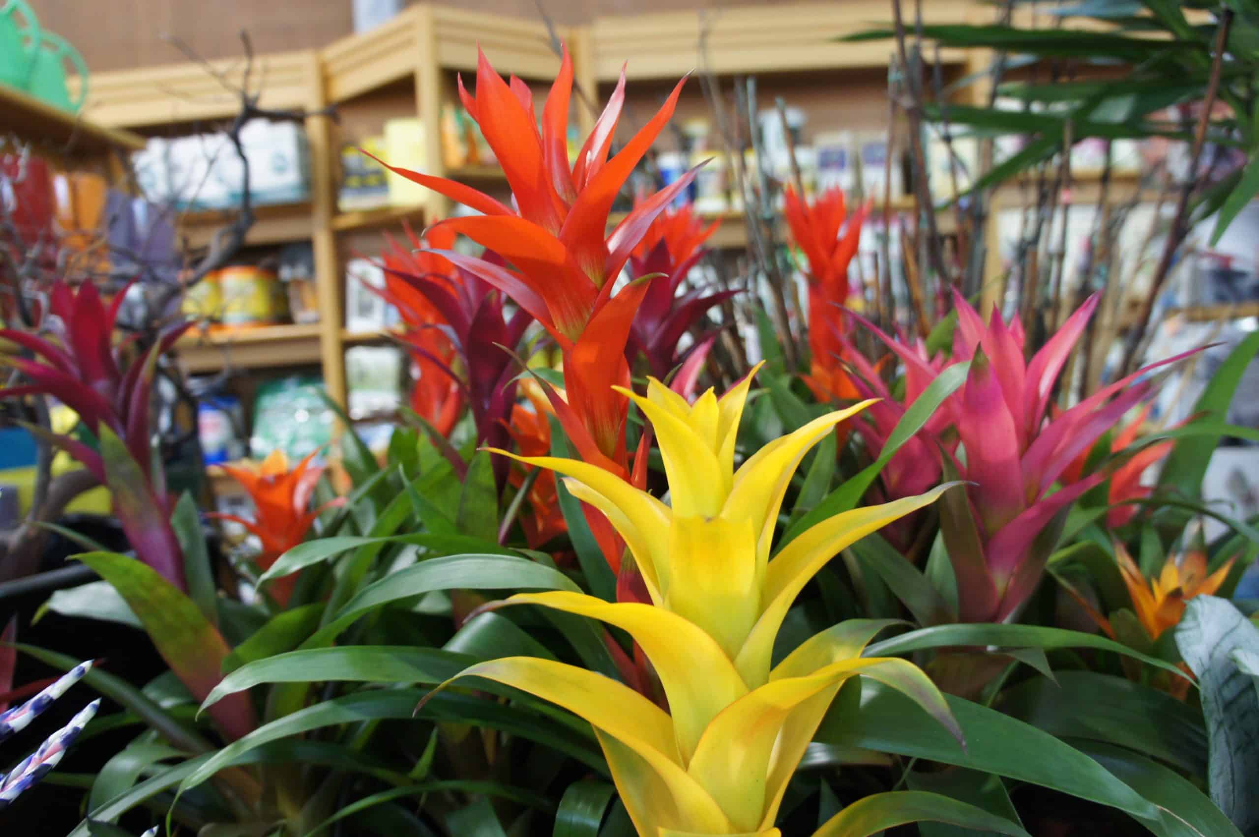 Como hacer florecer una bromelia