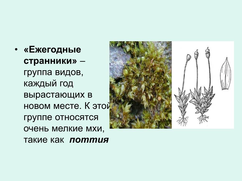 Какие бывают мхи картинки