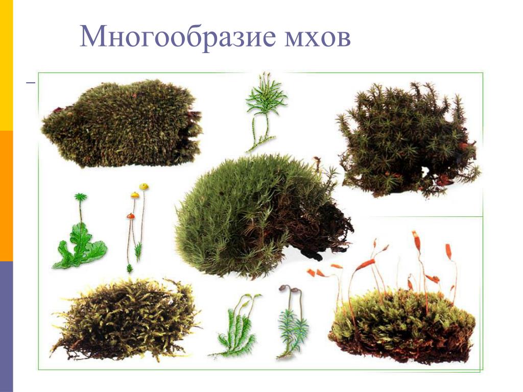 Группа растений моховидные. Многообразие мхов. Мхи названия. Видовое разнообразие мхов. Виды растений мхи.