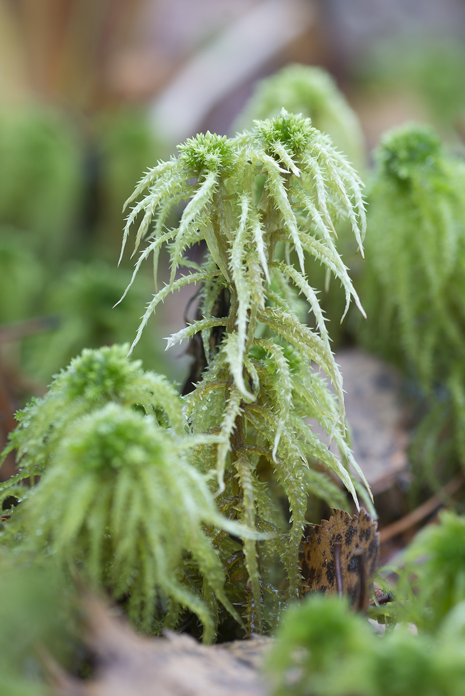 Фото мох сфагнум: где растет этот мох, как используется такой мох при .