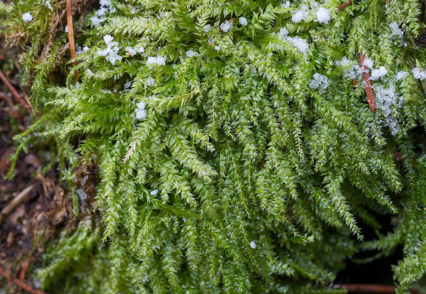 Северный мох. Plagiothecium laetum. Plagiothecium rossicum. Палюстриелла изменчивая. Plagiothecium laetum на сосне.