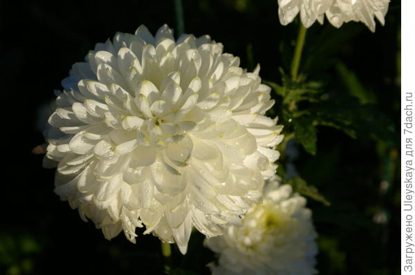Хризантема сорт Zembla White