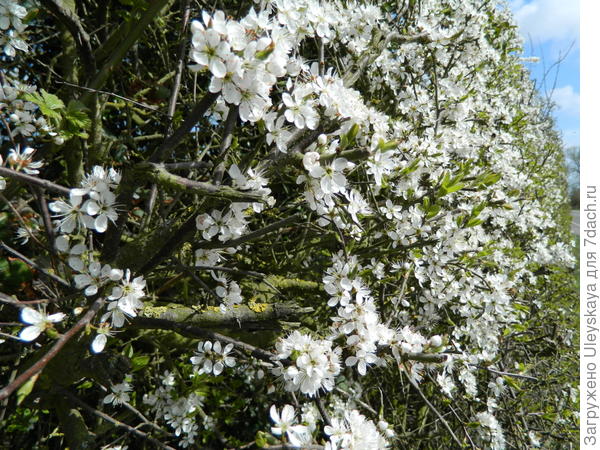 Терновая живая изгородь в цветении. Фото с сайта sowandso.com