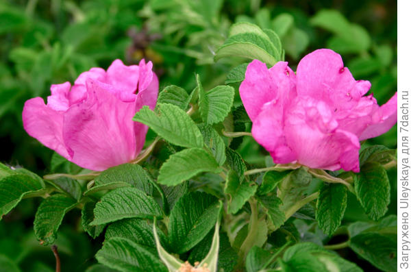 Роза морщинистая, фото автора