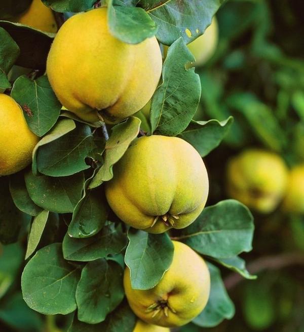 У округлых плодов чаще всего твердая и очень ароматная мякоть