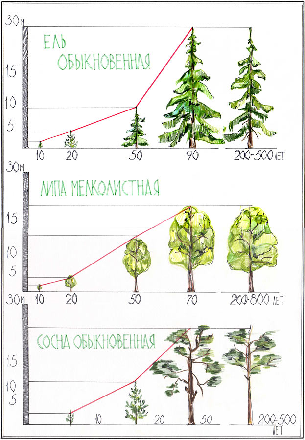 На рисунке изображены дерево и растущий рядом куст высота куста