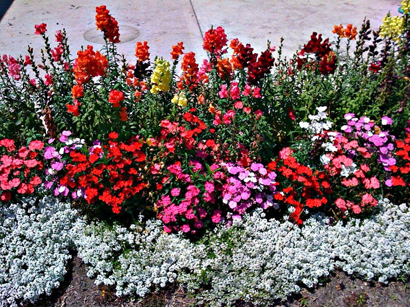 Низкорослые цветы для бордюра цветущие все лето фото и название неприхотливые