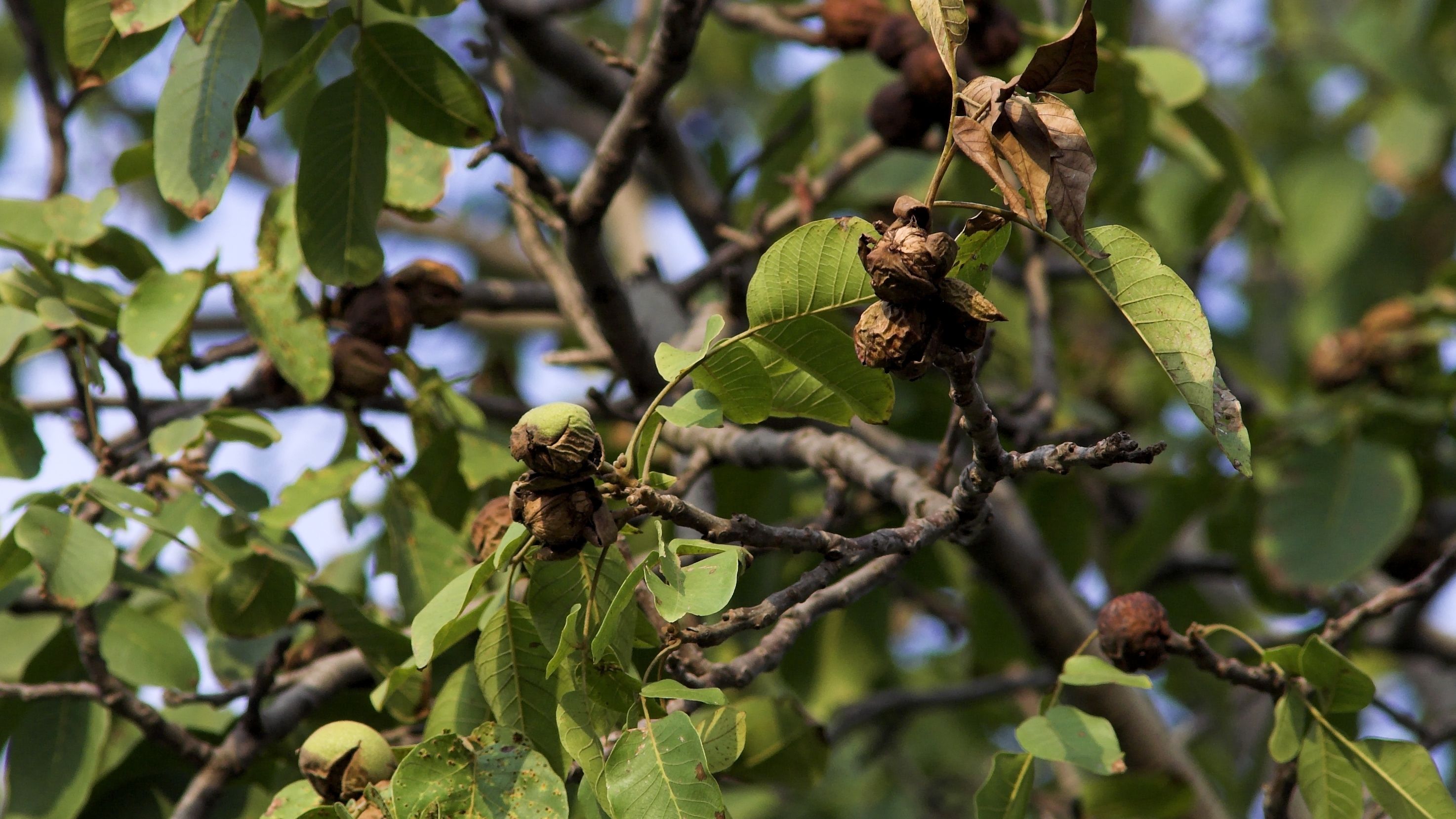 Фото дерева ореха грецкого ореха