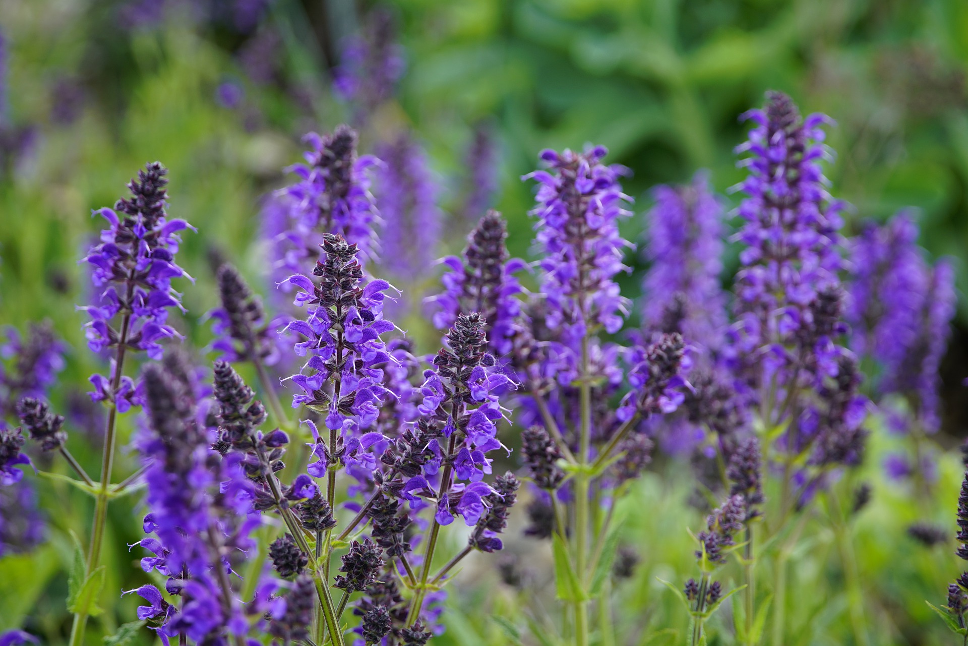 Лучшие травы. Шалфей Salvia. Шалфей Императорский. Шалфей Пржевальского. Шалфей узколистный.