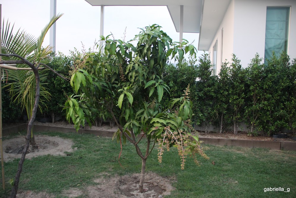 Как цветет манго в домашних условиях фото пошагово