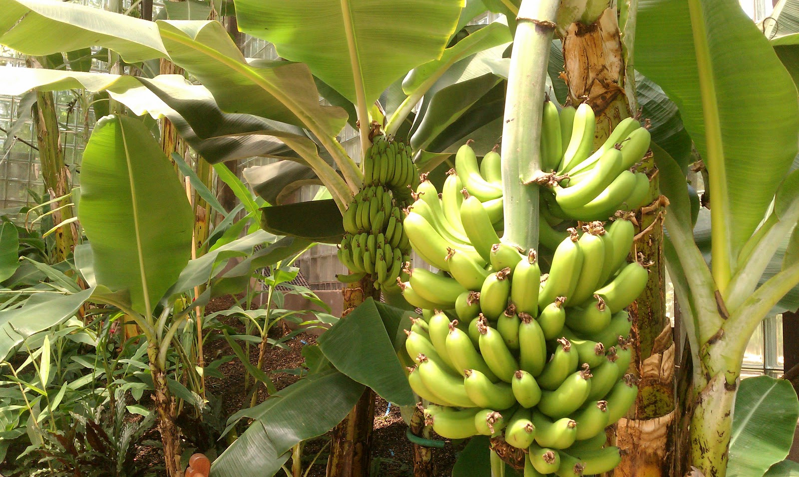 Банан это трава фрукт овощ или ягода. Банановое дерево в Южной Америке. Бананы в Африке. Растения Африки бананы. Бананы в Южной Америке.