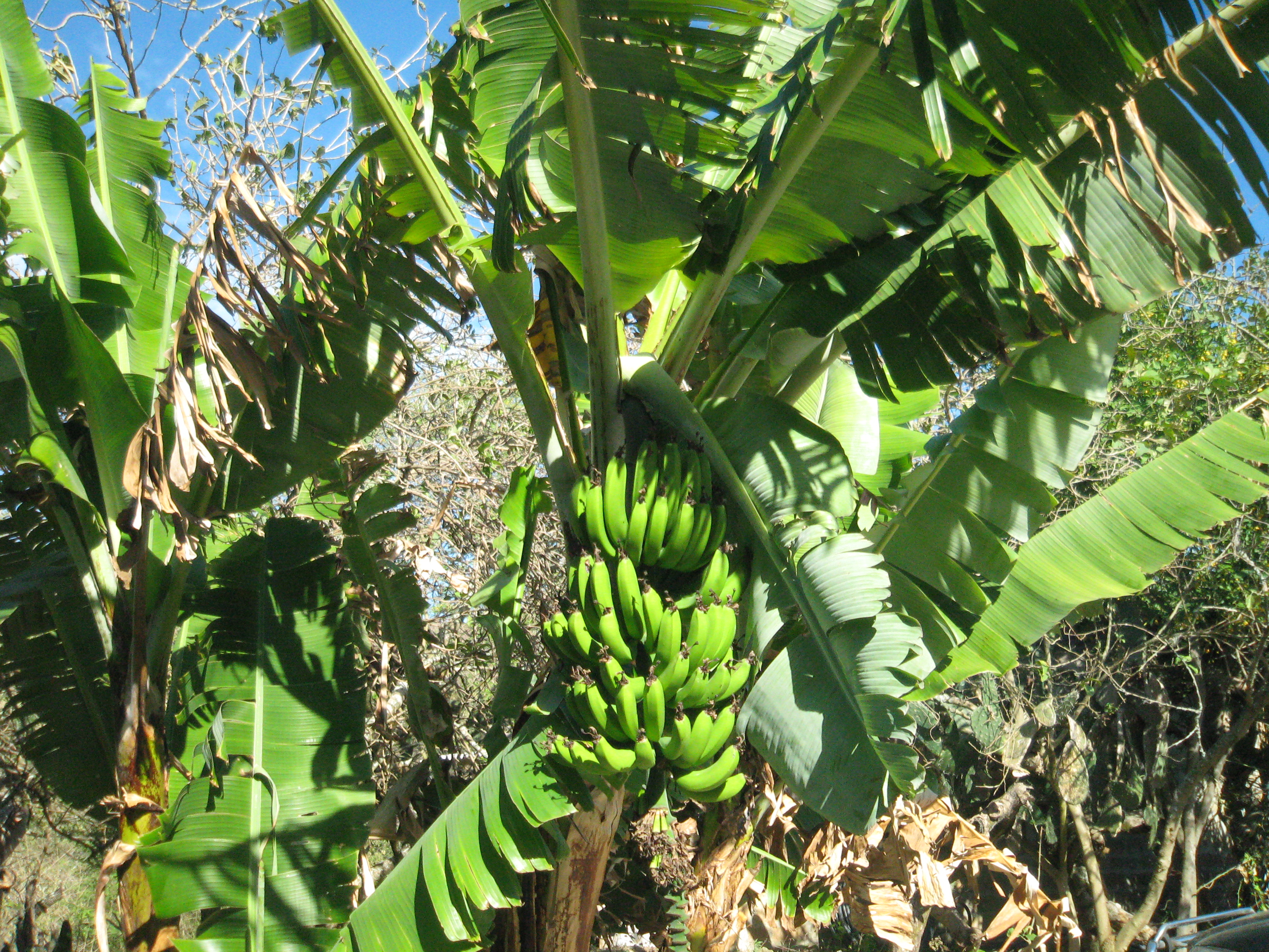 Банан это трава фрукт овощ или ягода. Банановая Пальма. Банановая Пальма в Африке. Банановое дерево. Бананы экваториальных лесов Африки.