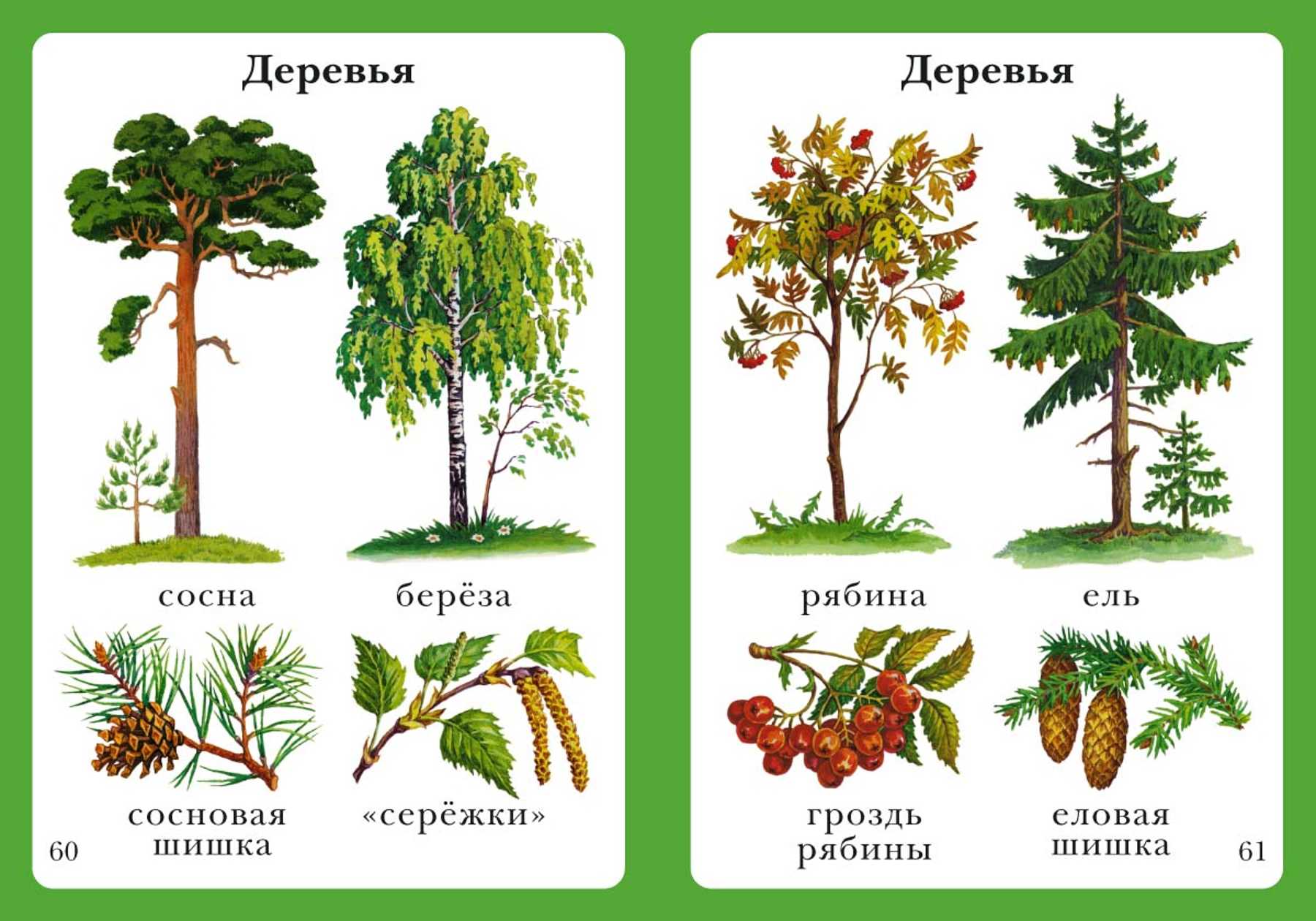 Листья деревьев с названиями в картинках 1 класс