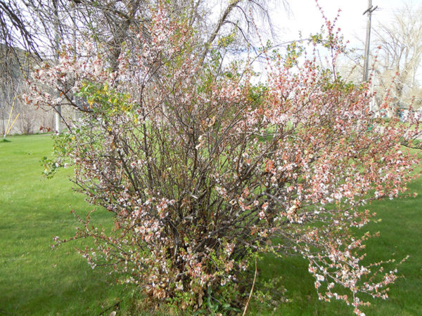Nanking cherry bush in a field