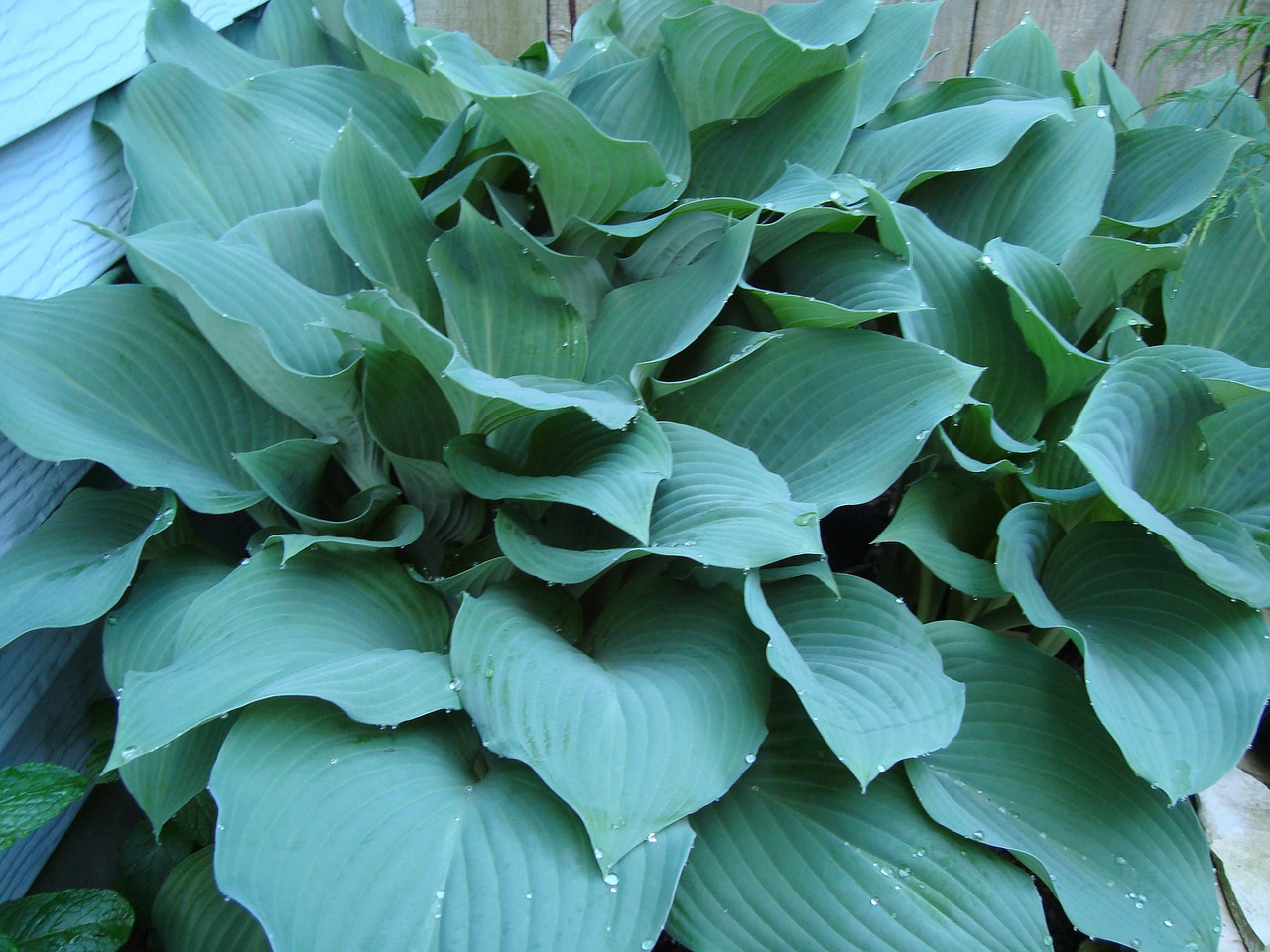 Hostas