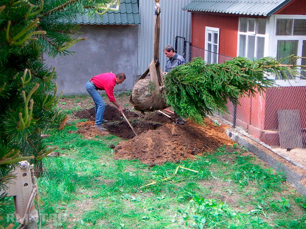 Какие деревья пачкают машины