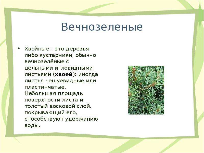 Текст хвойная. Вечнозеленое хвойное дерево. Вечнозелёные хвойные растения список. День вечнозеленых растений 19 декабря. Презентация на тему хвойные растения.