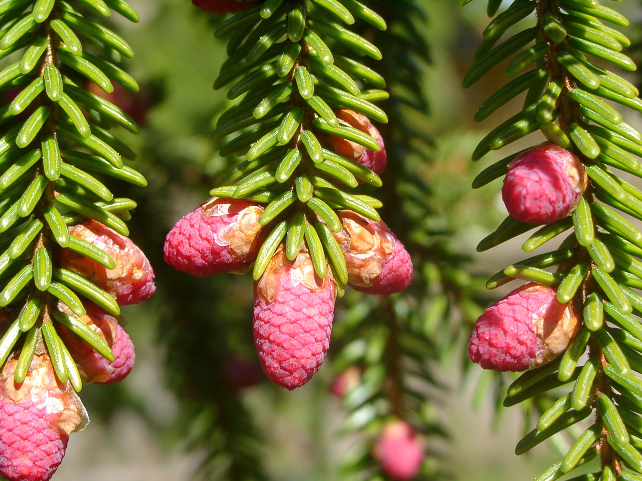 Ку ели. Аянская ель дальнего Востока. Picea Alba. Ель красная (лат. Picea Rubens). Ель обыкновенная Круента.