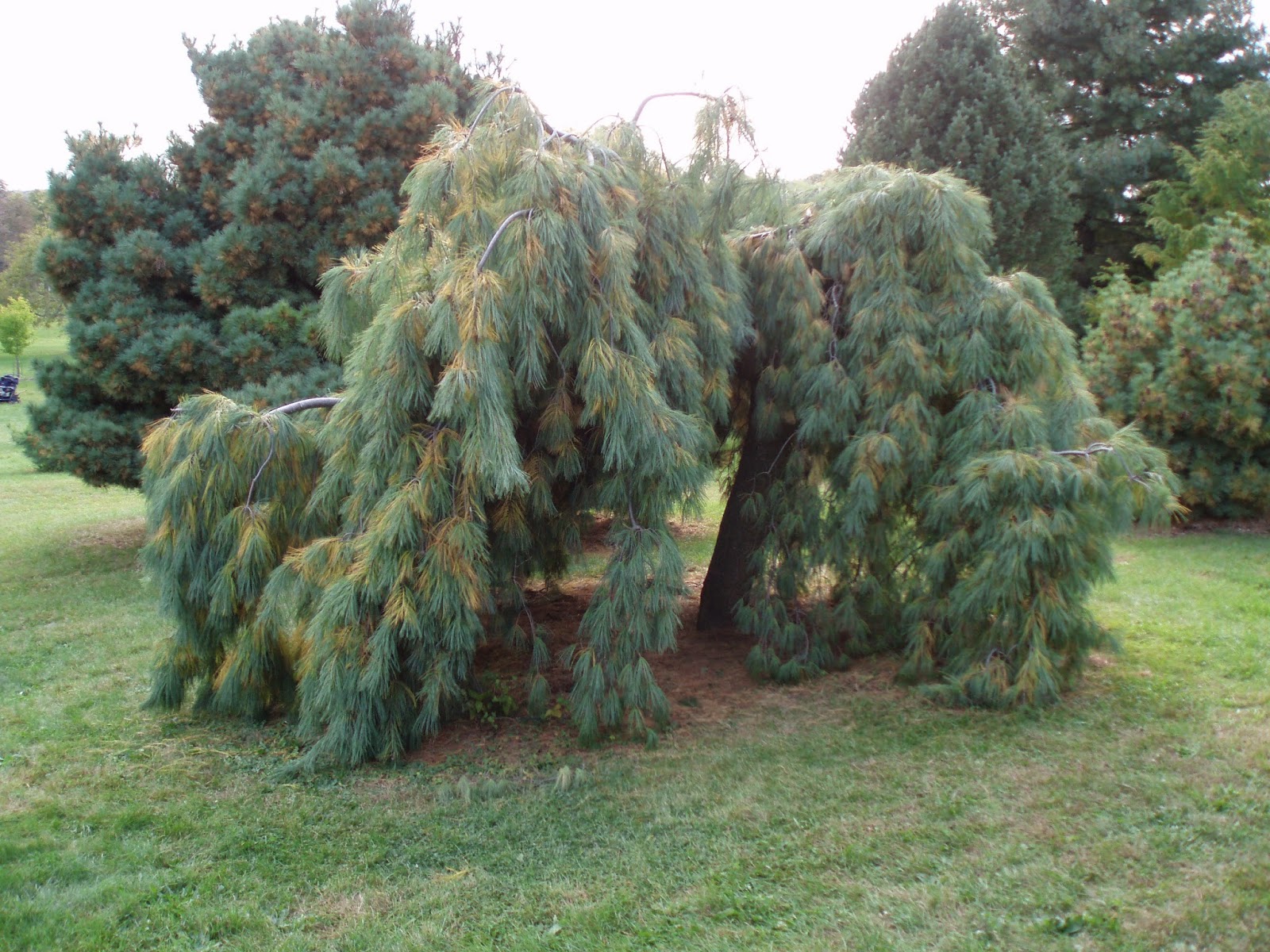 Сосна Веймутова pendula