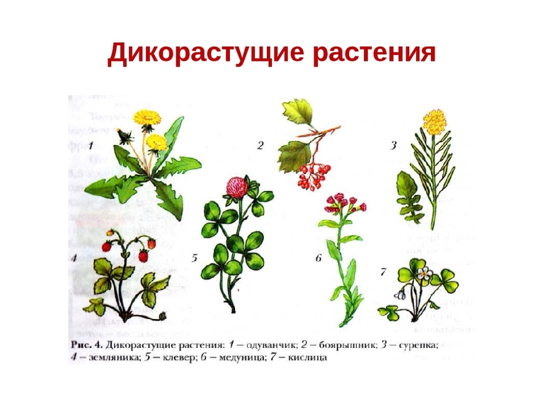 Растения на даче названия с картинками