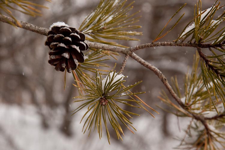 Pinus virginiana branch