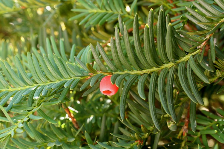 Pinus mugo ovulate