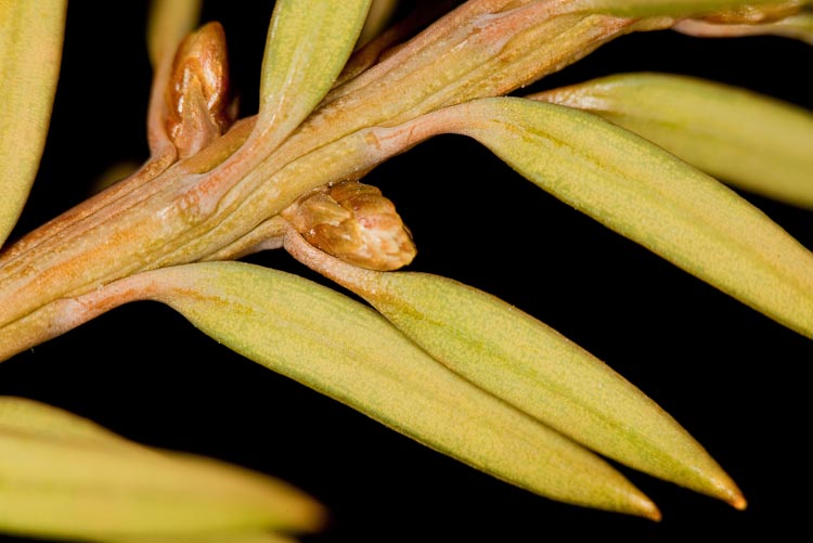 Taxus twig