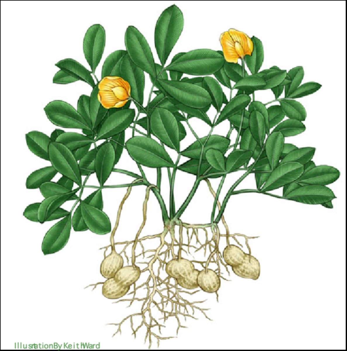 Арахис орех или боб. Арахис куст. Арахис растение. Арахис культурный растение. Nut Plant арахис.