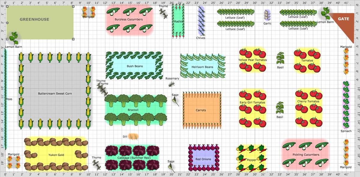 Совместные грядки овощей схемы
