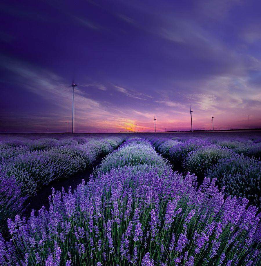 Lavender joy. Лавандовое поле Анапа. Цветы Лаванда поле. Лавандовый цвет. Поле с сиреневыми цветами.