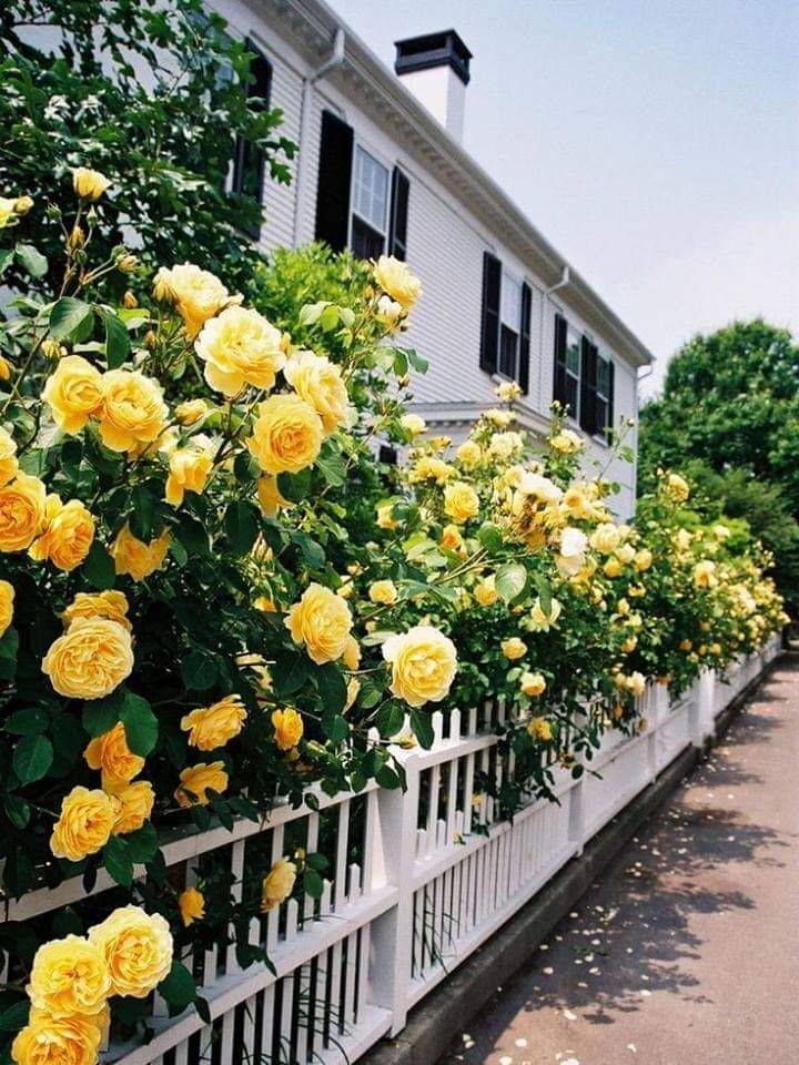 Розы возле дома дизайн своими руками фото