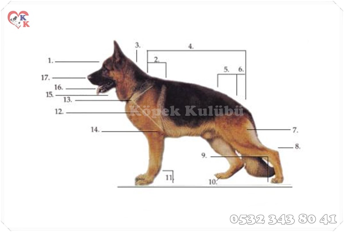 Строение немецкой овчарки в картинках
