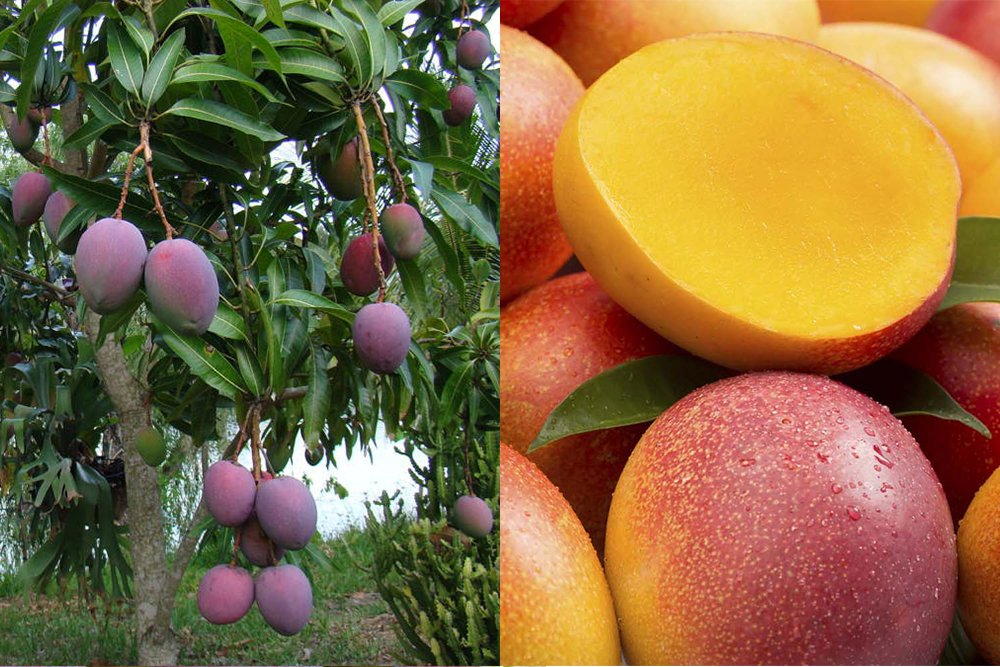 Где и как растет манго фото