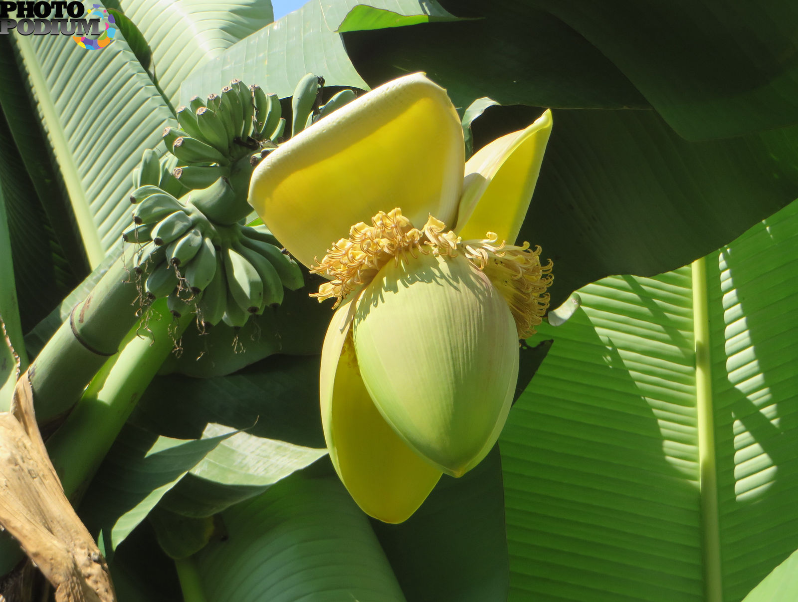 Как цветет банан. Банановая Пальма цветение. Цветение бананового дерева. Банановое дерево Килиманджаро. Банановые деревья Бразилии.