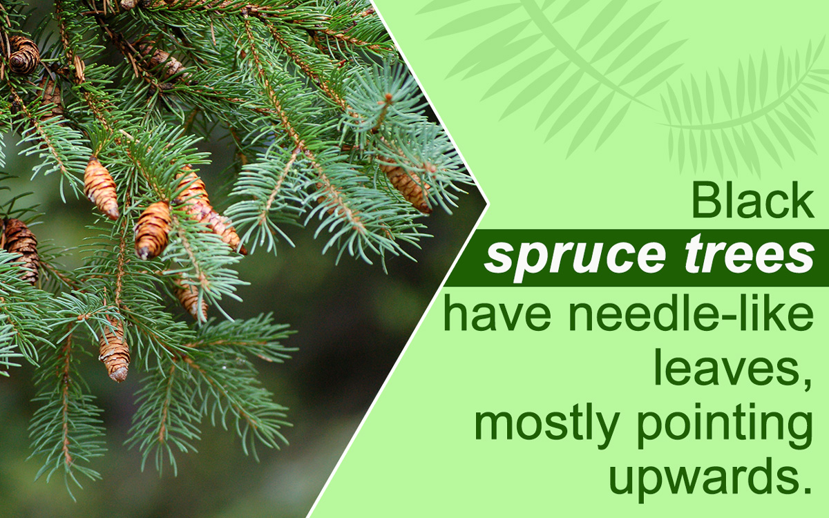 Spruce перевод