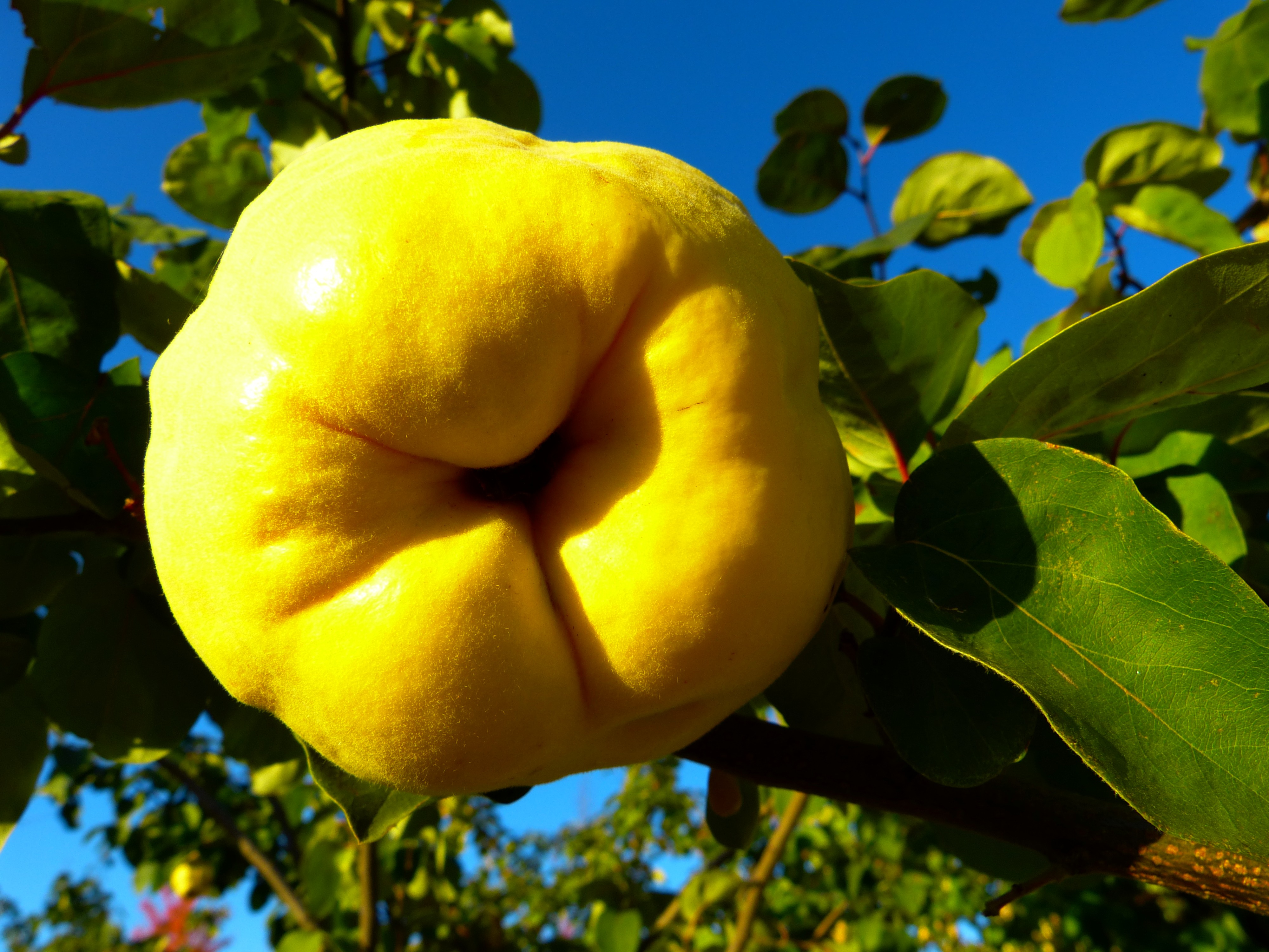 Айва фрукт. Айва Quince. Айва Азербайджанская. Айва яблочная.