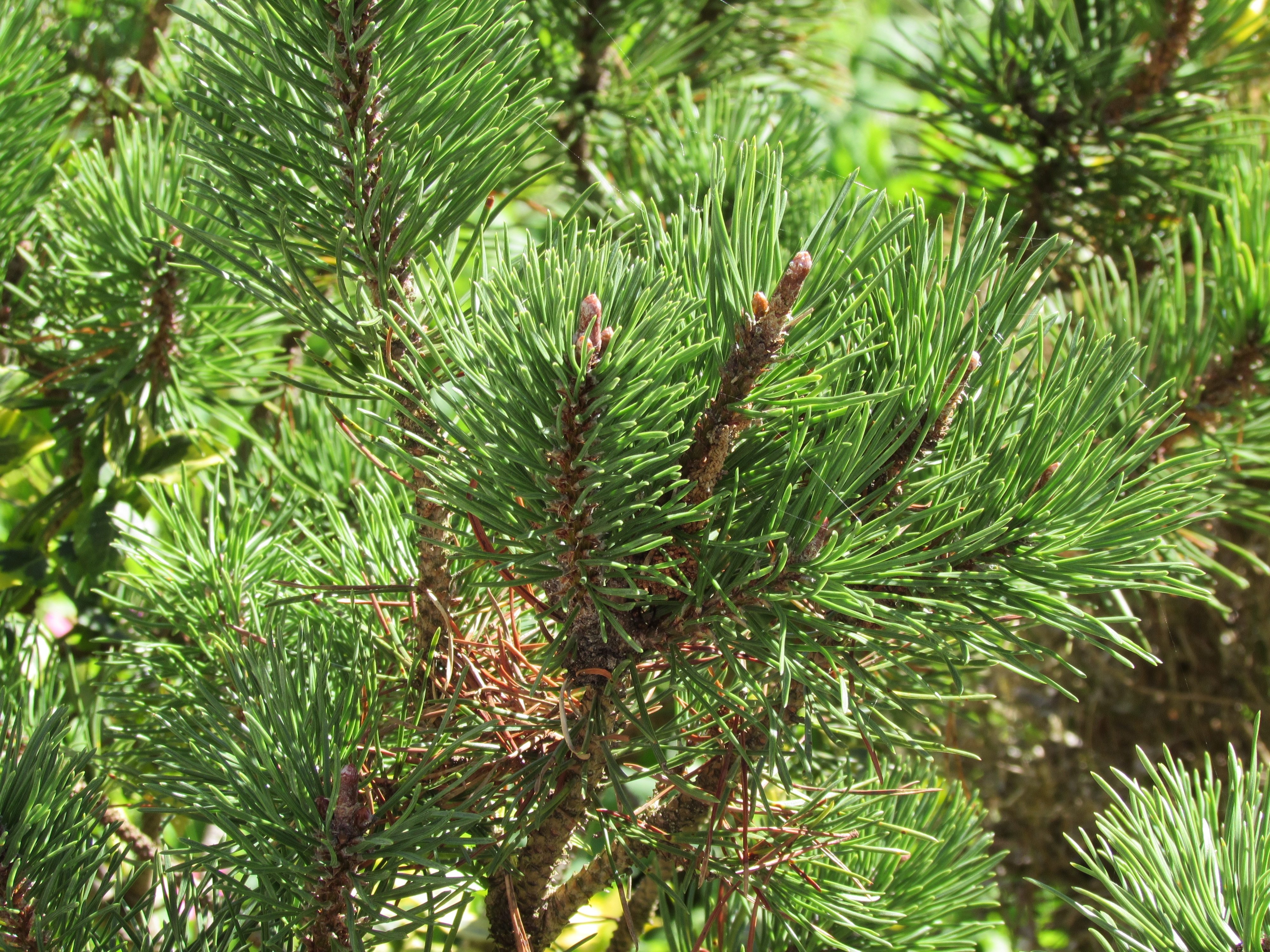 Порода сосны. Сосна короткохвойная. Pinus douglasii (Conifer). Сосна Вайнера с мягкой хвоей. Хвойные деревья с короткой хвоей.