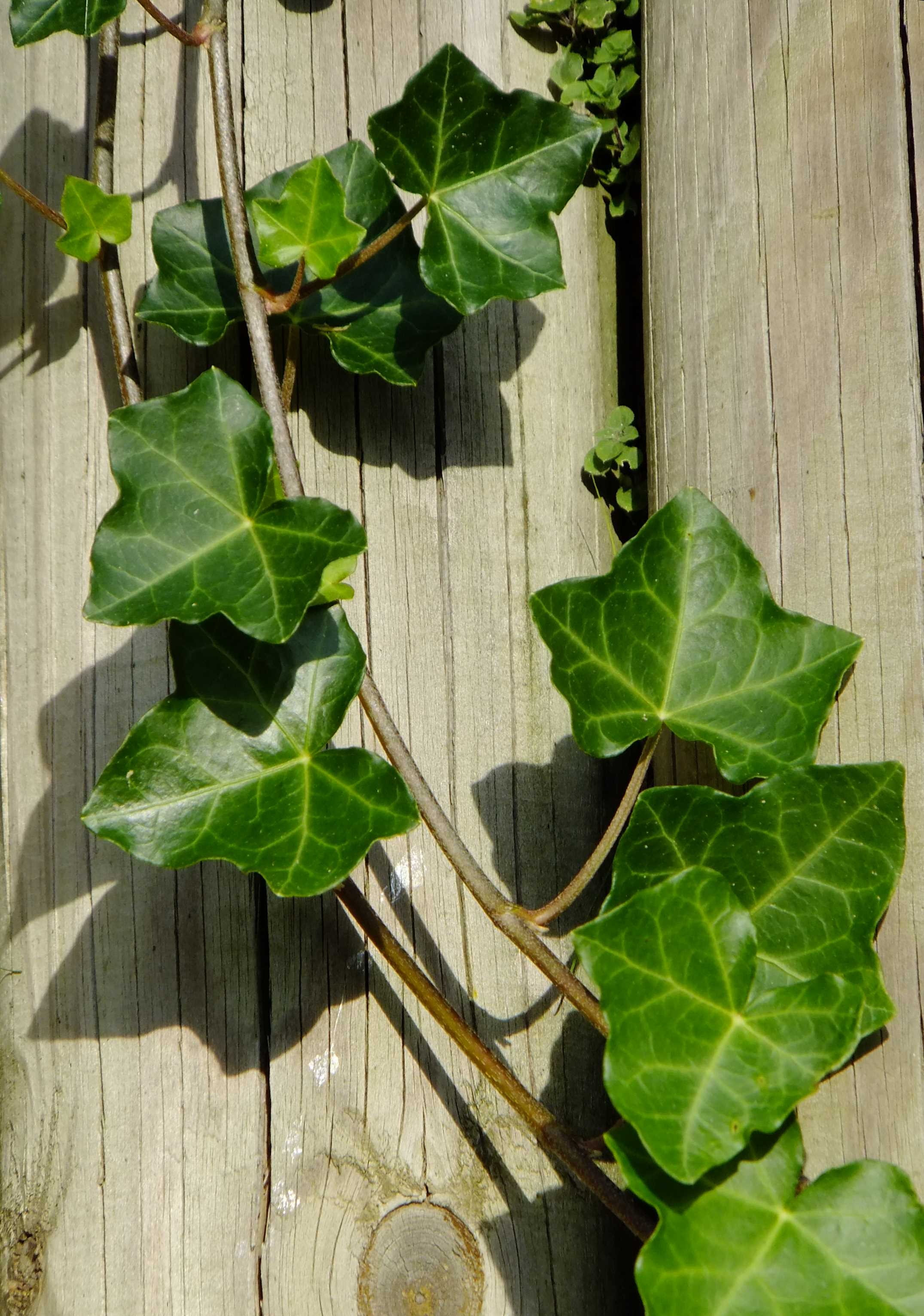 Плющ фото цветов. Плющ Гринхарт. Плющ кленолистный. Плющ Hedera. Плющ и остролист.