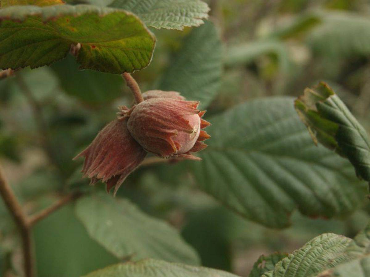 Лесной орех фото. Лещина обыкновенная орешник. Лещина обыкновенная (Corylus avellana). Фундук (лещина обыкновенная). Лесной орех дерево орешник.