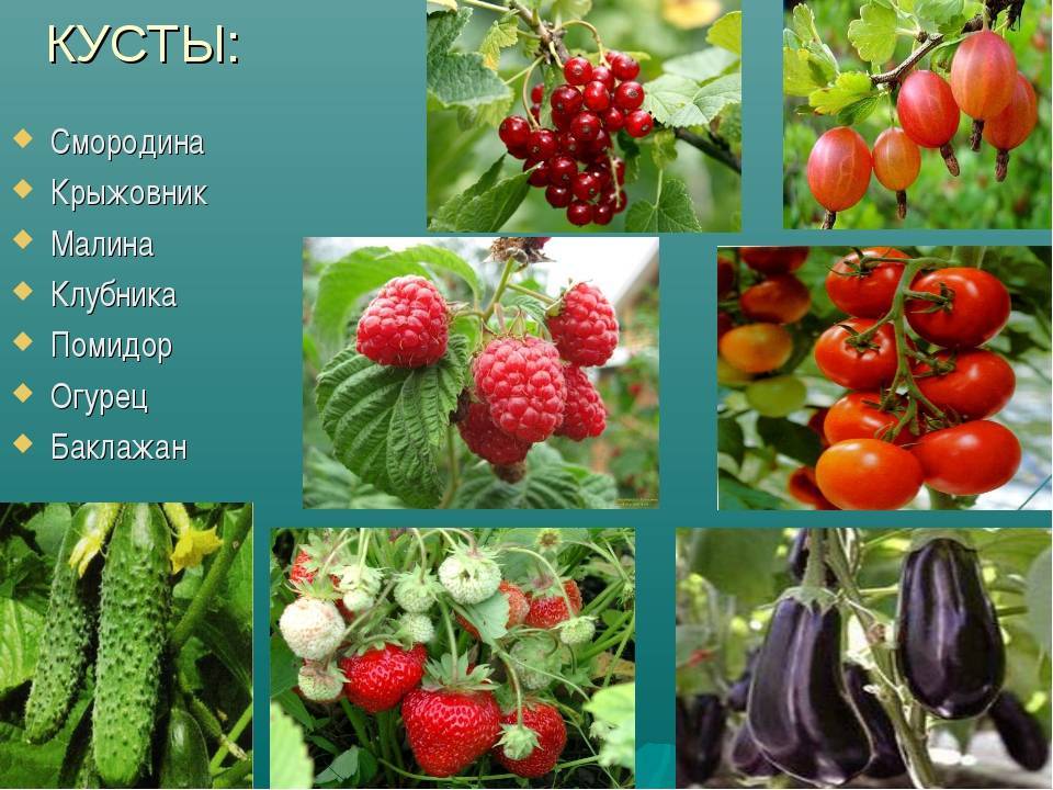 Назови плодовые. Плодово ягодные растения. Плодовые культурные растения. Растения с ягодами. Культурные растения ягодные.