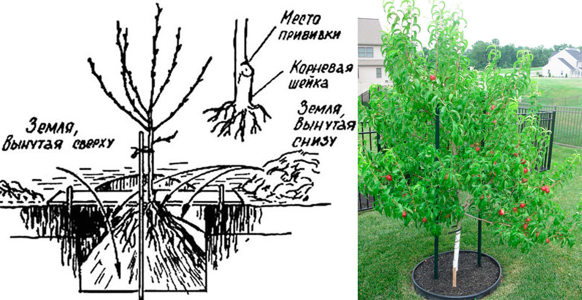 Как сажать плодовые деревья на участке схема