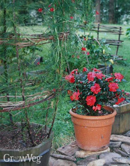 A willow twig tower for plant support