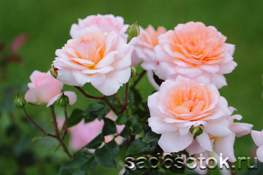 Посадка роз. Парковая роза сорт Schloss Eutin (Шлосс Ойтин).