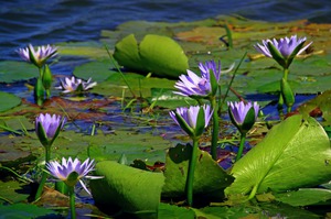 Водные растения