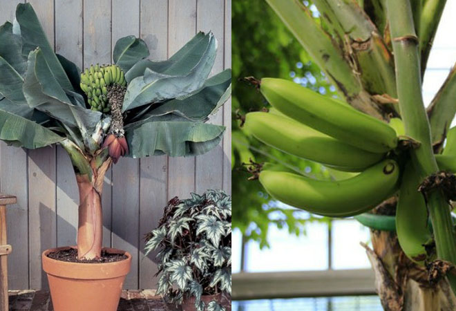 Вырастить банан из покупного банана. Как растут бананы. Вырастить банан. Банан в квартире. Выращивание бананов в России.