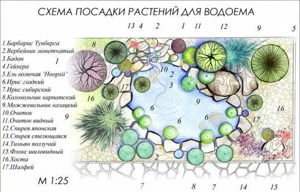 Нарисуйте клумбу расскажите какие цветы росли бы на вашей клумбе и почему