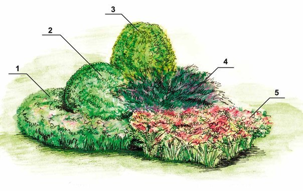 Клумба с гортензией метельчатой схема