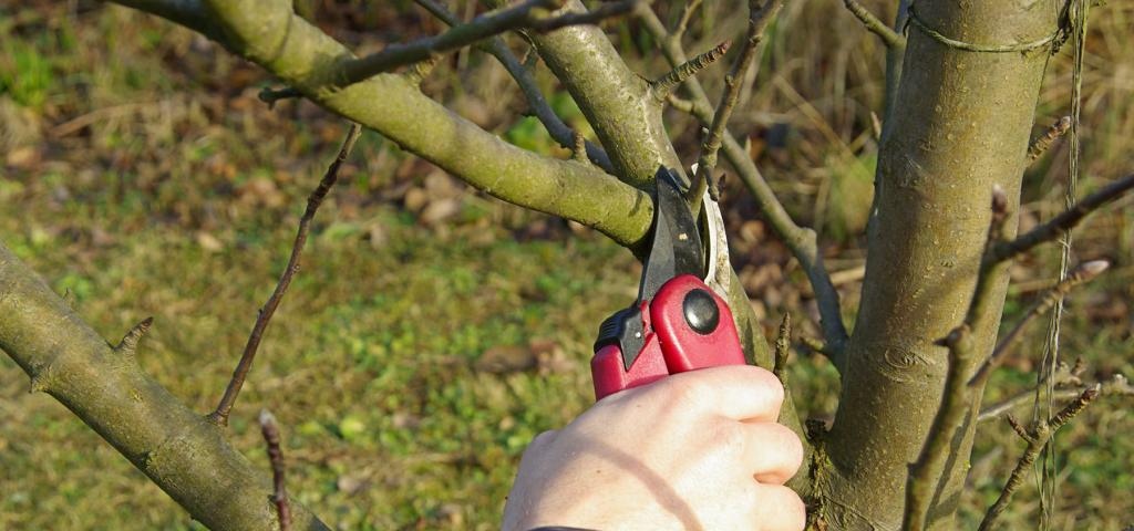 Продолжительность яблони. Инструменты для обрезки плодовых деревьев. Как обрезать дерево Голден. Когда проводить весеннюю обрезку плодовых деревьев.